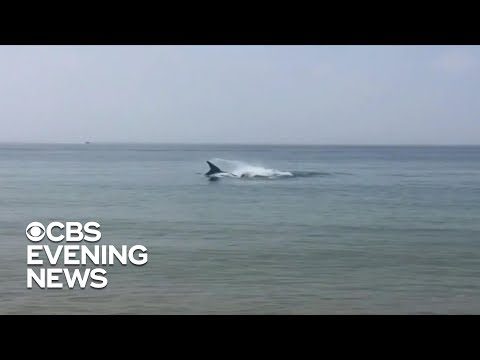 Omslagsbild för Dödligt hajangrepp vid Cape Cod