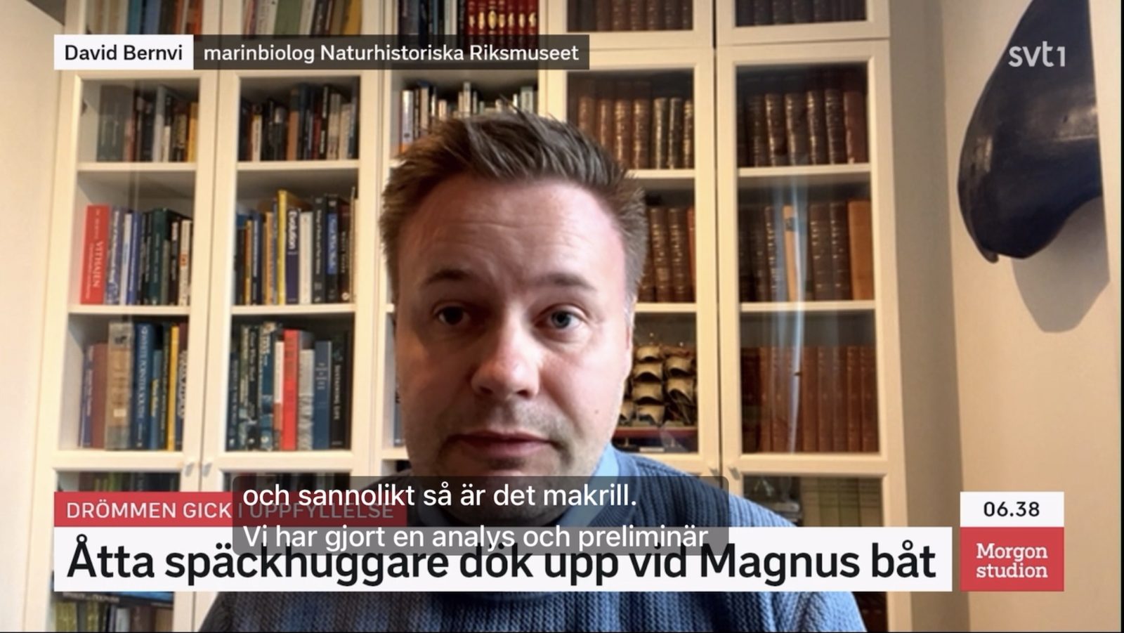 David Bernvi pratar om späckhuggare i SVT Morgonstudion.