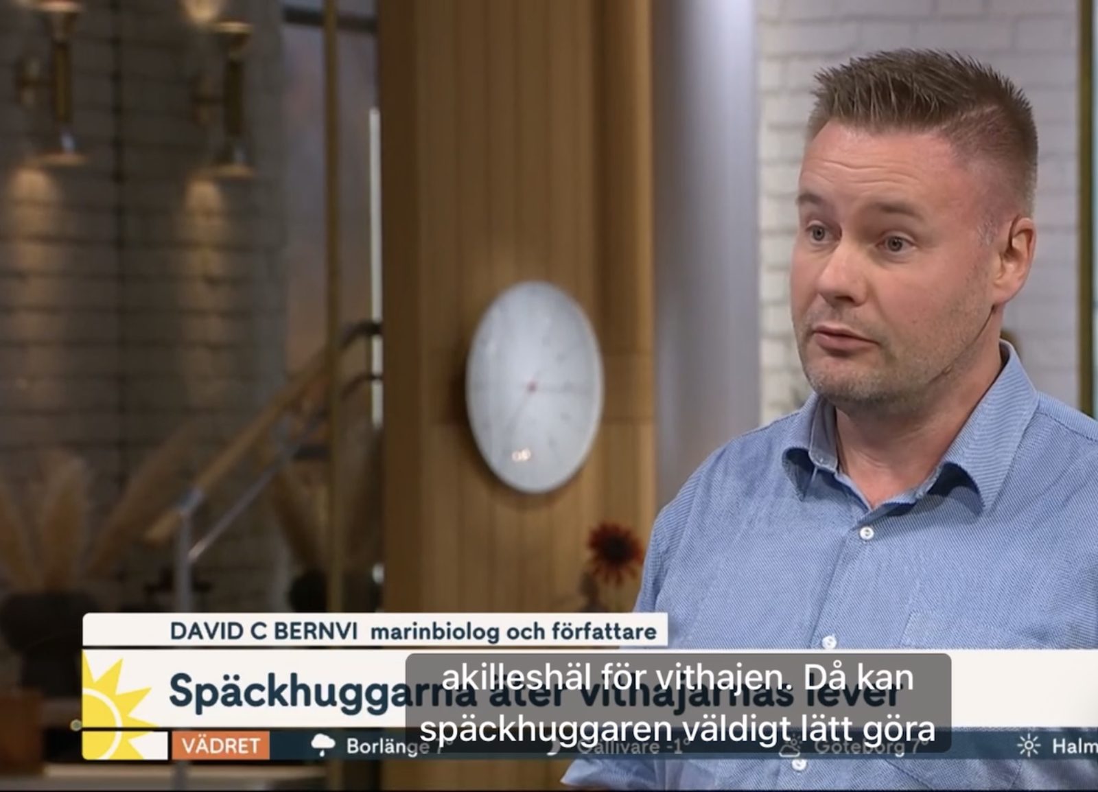 David C Bernvi i TV4 Nyhetsmorgon om späckhuggare som jagar vithaj.
