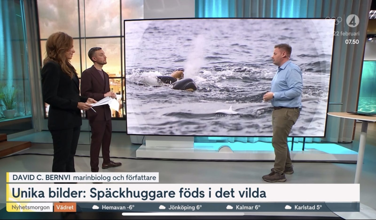 David C. Bernvi berättar om späckhuggarfödseln i TV4 Nyhetsmorgon.