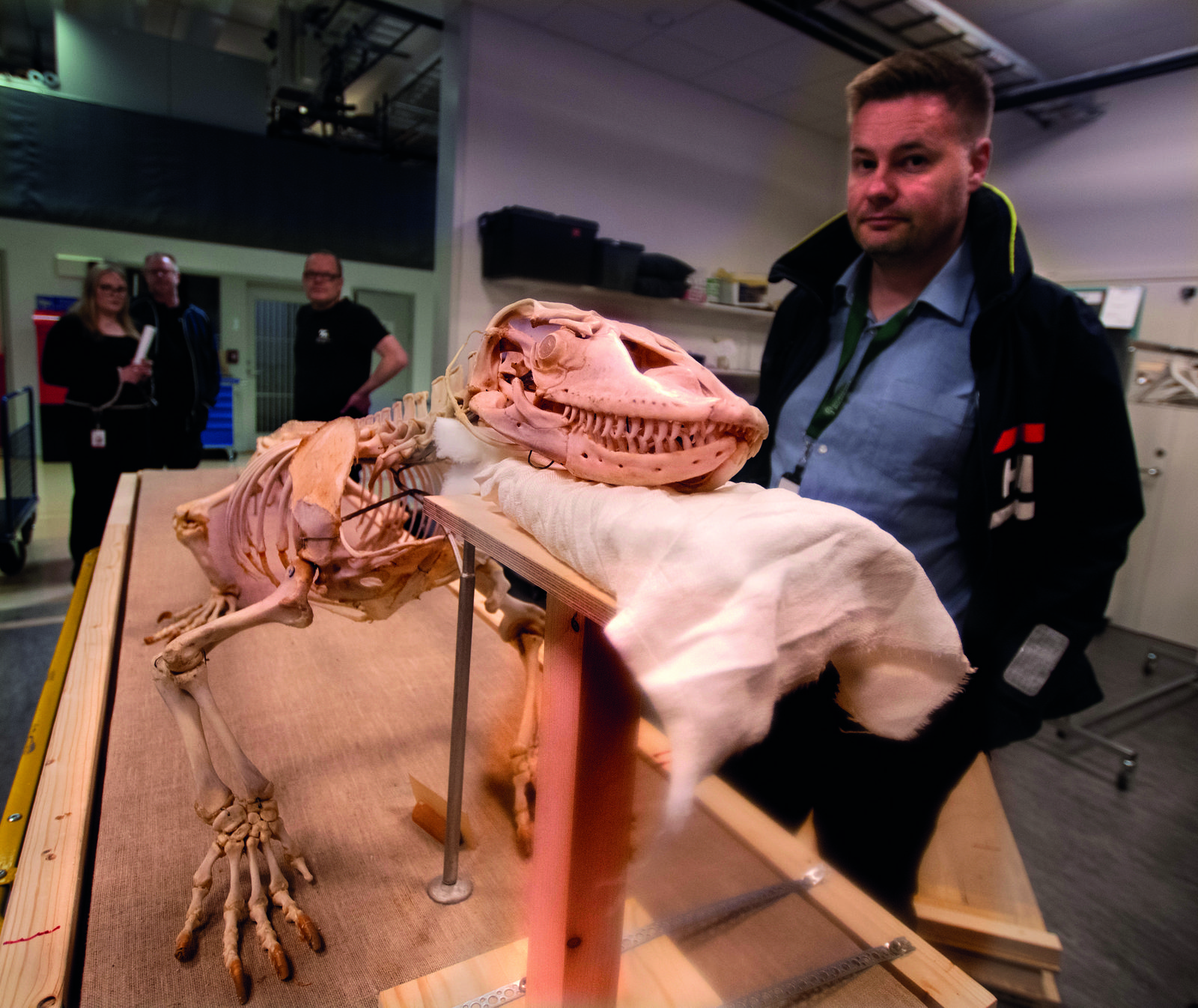 Balbo är 2,5 meter lång och numera ett skelett. Balbo visades på TV4 Nyhetsmorgon i torsdags. Här står David C. Bernvi minutrarna innan sändning. Foto: Jan Fleischmann. 