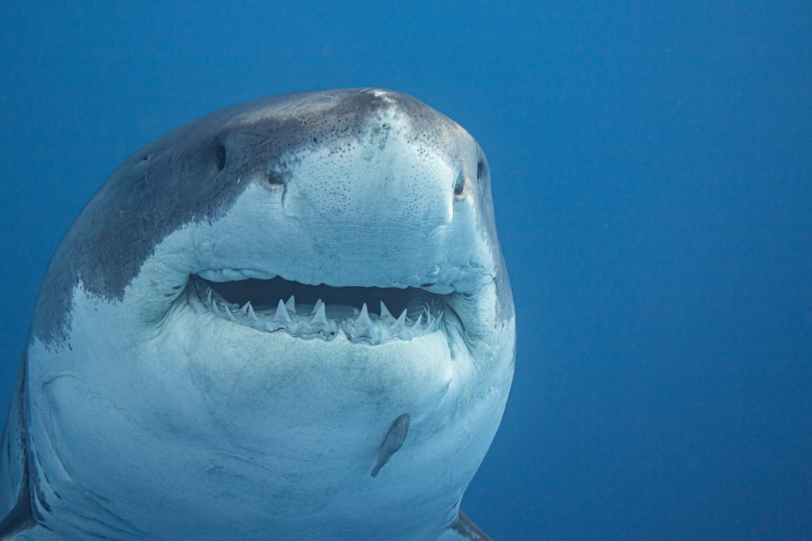 Vithajen Carcharodon carcharias är världens största rovfisk.