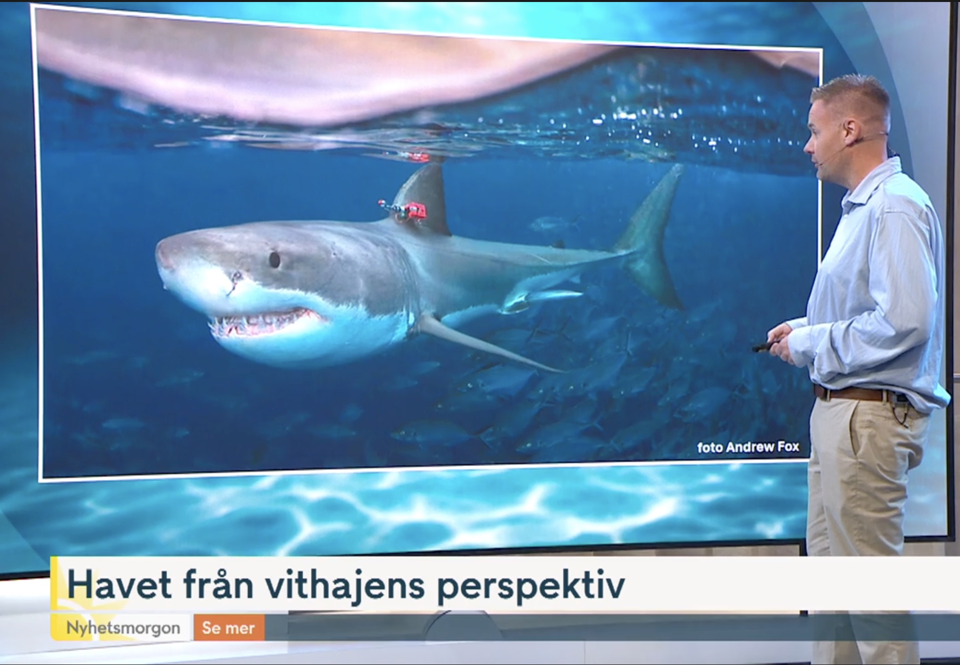 Omslagsbild för Vi kan nu se världen genom vithajens ögon