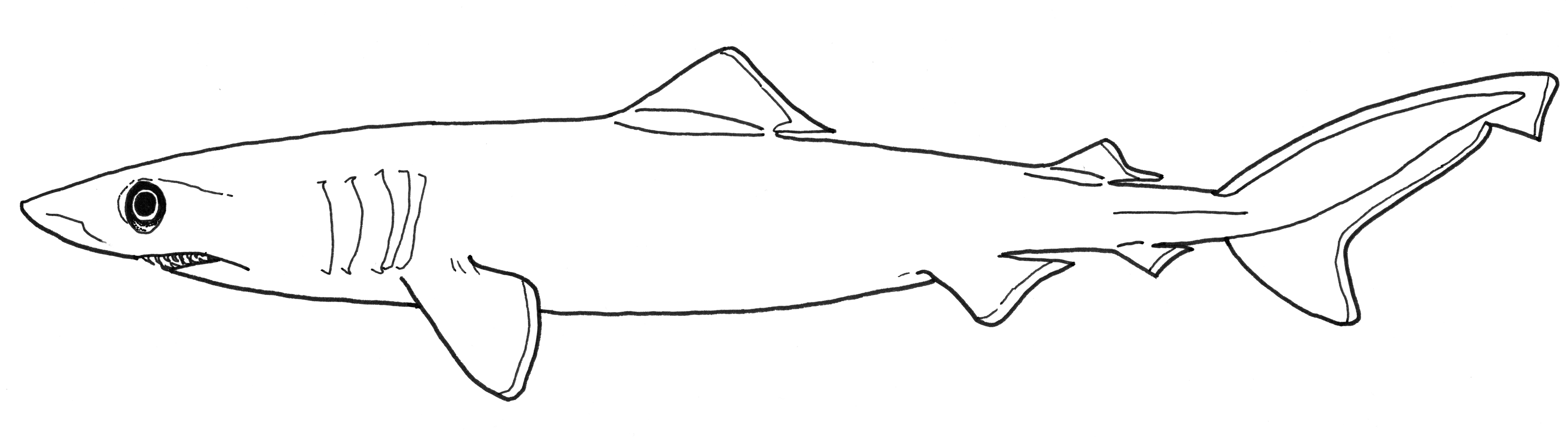 Krokodilhaj