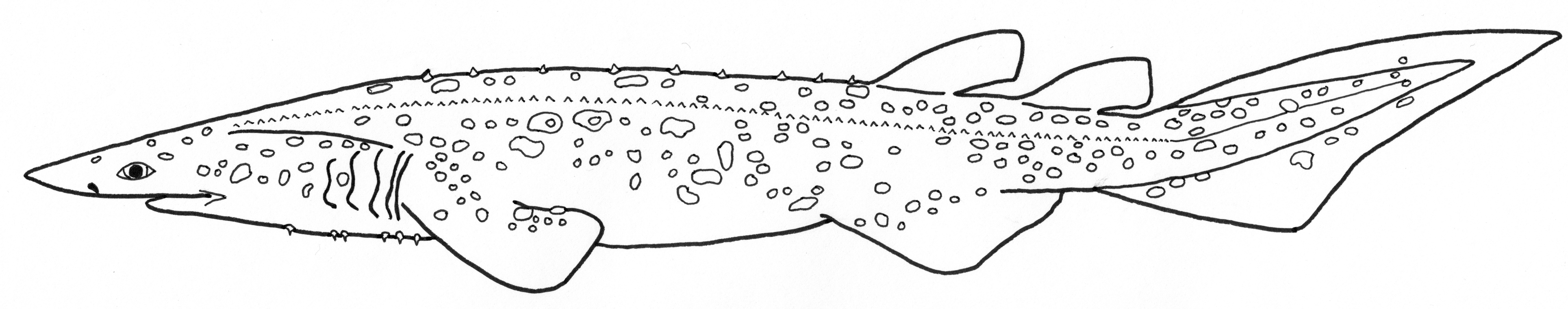 Törntagghaj
