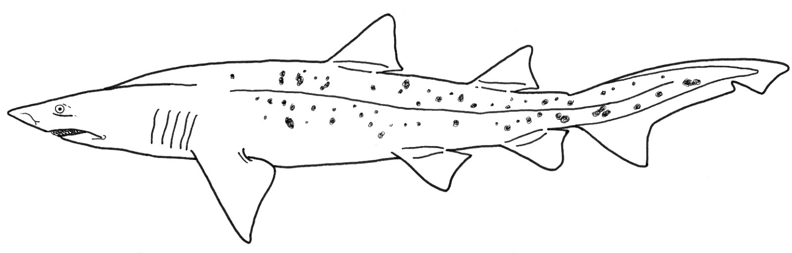 Omslagsbild för Sandtigerhaj