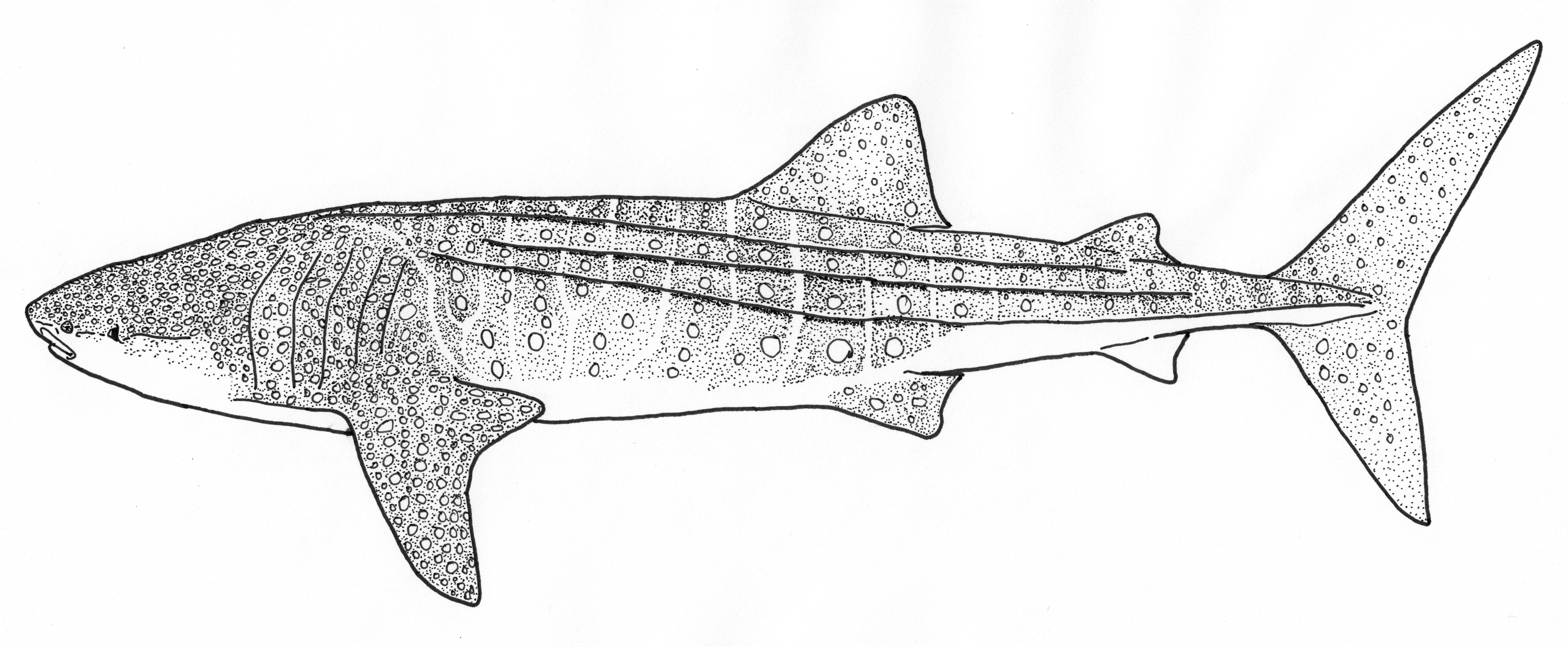 Valhaj