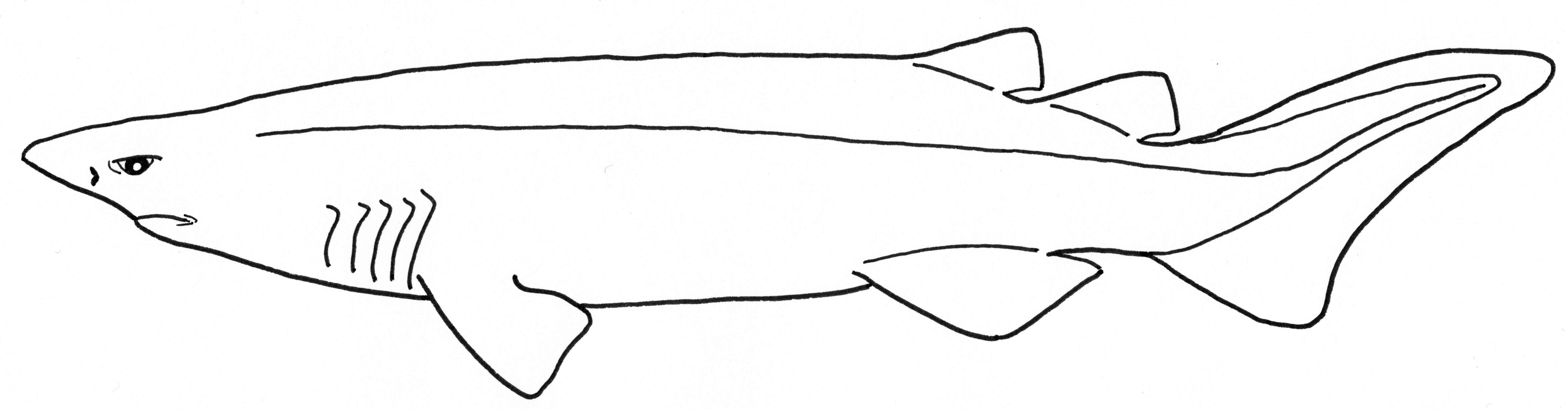 Tagghaj
