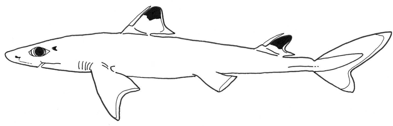 Kubansk pigghaj