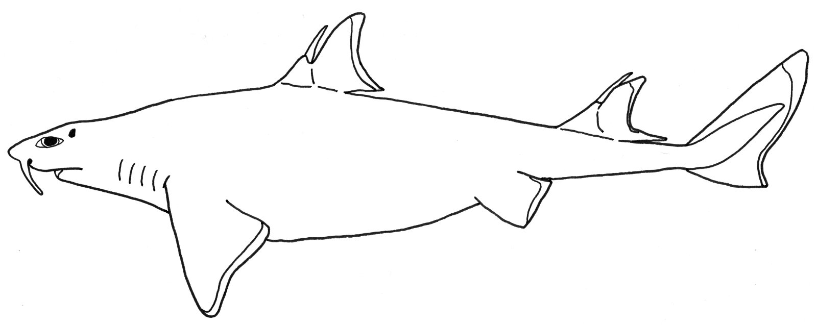 Skäggflikhaj
